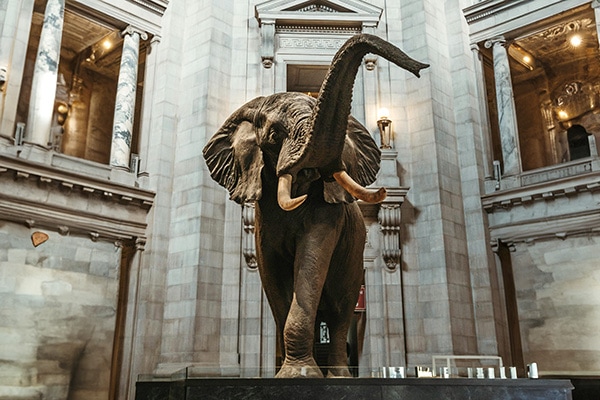Éléphant du Smithsonian